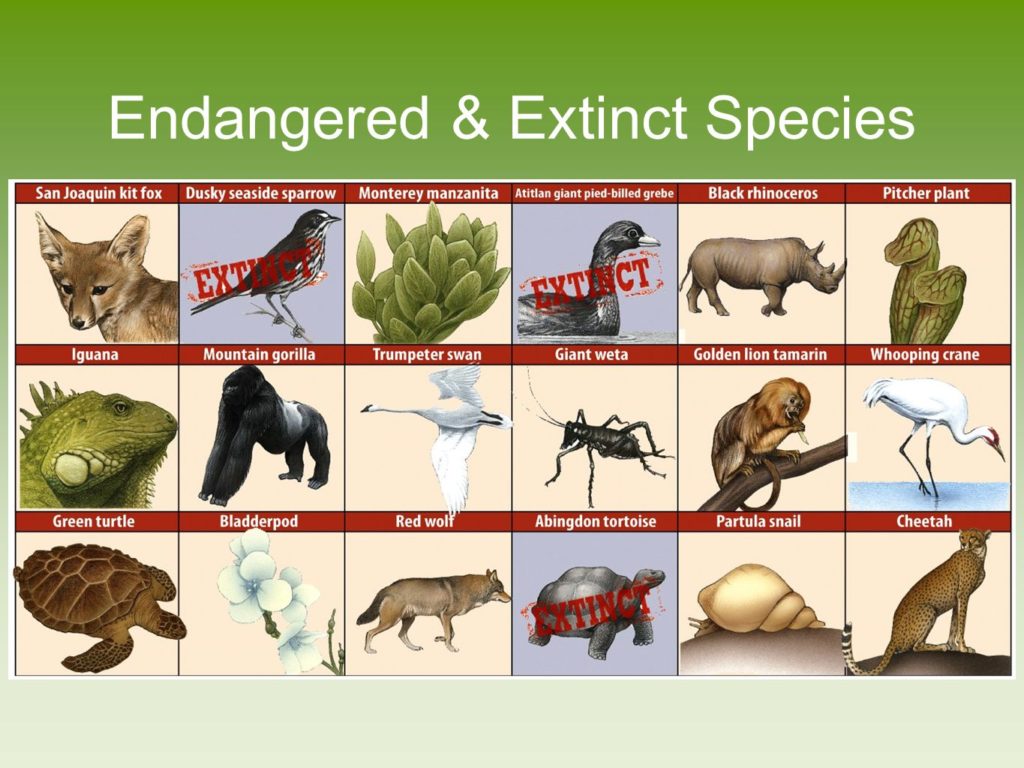 19 Endangered Extinct Ideas Endangered Extinct Animal - vrogue.co