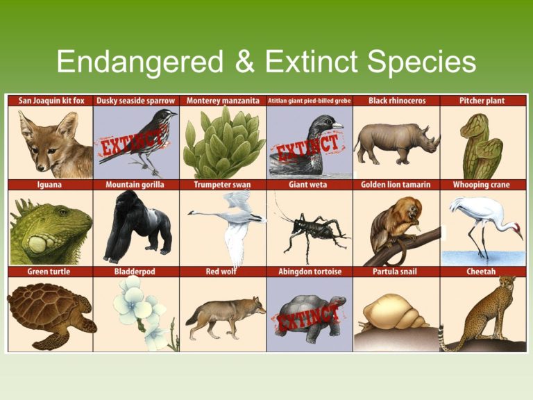 endangered-animals-list-of-15-endangered-animals-with-facts-7esl